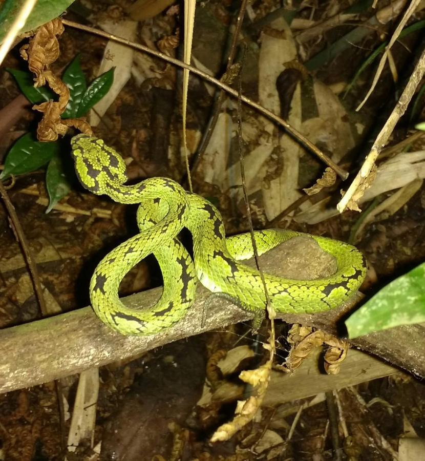 Cinnamon Village Sinharaja デニヤヤ エクステリア 写真